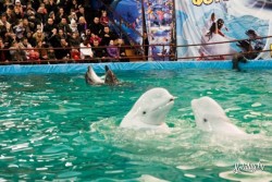 Представление геленджикското дельфинария в Минске